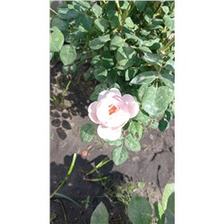 Саженец - садовая роза