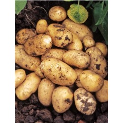 Тулеевский ЭЛИТА картофель 5кг сетка (Среднеспелый сорт(60-70дней)